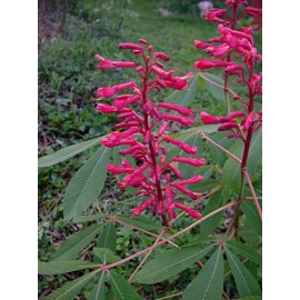 live plant Aesculus pavia (Scarlet buckeye) 1-2 year old plant, 4-8 inches tall