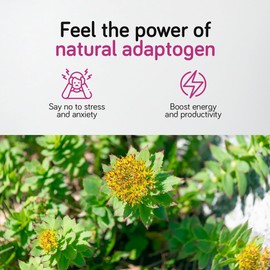 Ambervit Rhodiola Rosea Capsules High Strength 500mg - 120 Capsules - 3% Salidrosides - Premium Rhodiola Root Extract - 4 Months Supply | Ambervit