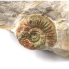 Perisphinctes Ammonite Fossil Jurassic- Bavaria, West Germany 17162