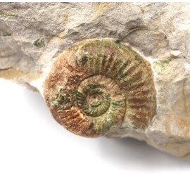 Perisphinctes Ammonite Fossil Jurassic- Bavaria, West Germany 17162