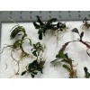 Buce 30 + assorted Rhizomes Unlabeled. Rare Aquarium/Palud