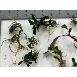Buce 30 + assorted Rhizomes Unlabeled.   Rare Aquarium/Palud