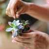 Superior Cacti and Succulent Potting Mix - Enriched with Nutrients
