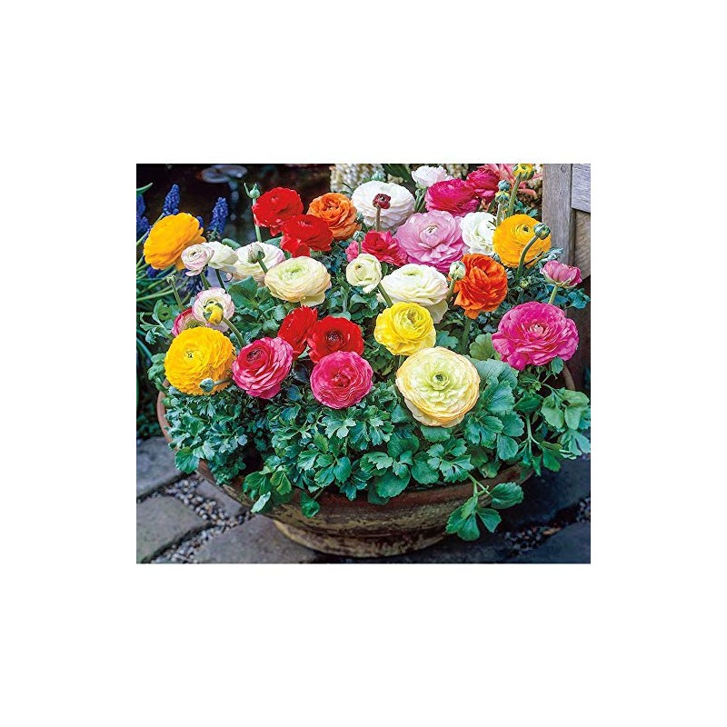 Persian Buttercup Bulbs-Ranunculus Tecolote Mixture (15)