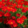 PREMIER SEEDS DIRECT - California Poppy - RED Chief -