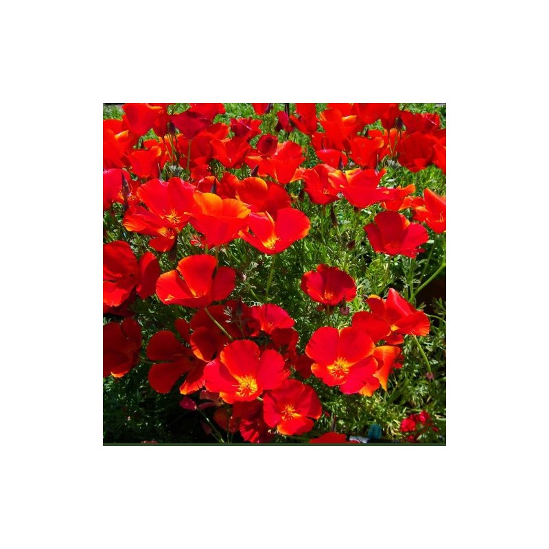 PREMIER SEEDS DIRECT - California Poppy - RED Chief -