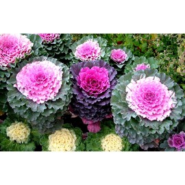 Colorful Japanese Ornamental Cabbage Osaka Mix Decorative Seeds for Planting 50+ Seeds Flowering Kale Mix