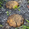 Athens Large Log Stepping Stone, Espresso
