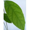 Tree Large California Avocado Live Organic Fruit Rooted Evergreen Tree