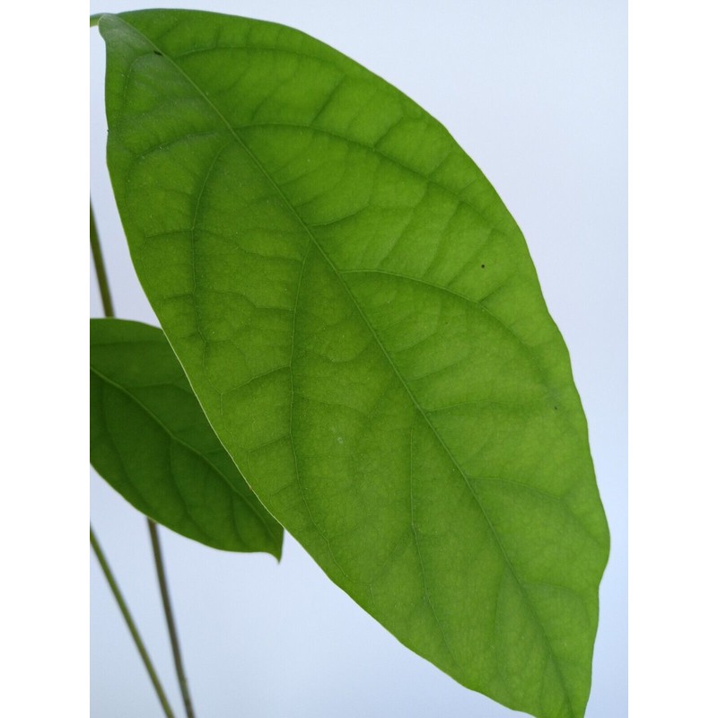Tree Large California Avocado Live Organic Fruit Rooted Evergreen Tree