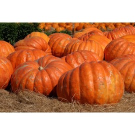 BmoreSpicy.com 10 seeds Big Max Giant Pumpkin Heirloom Huge prizewinners weigh 100+ pounds!