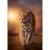 CLEMENTONI PZL 1000 High Quality Tiger Compact Made IN Italy