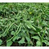 Mai's Family Bush Long Green Bean Seeds | Đậu Đũa
