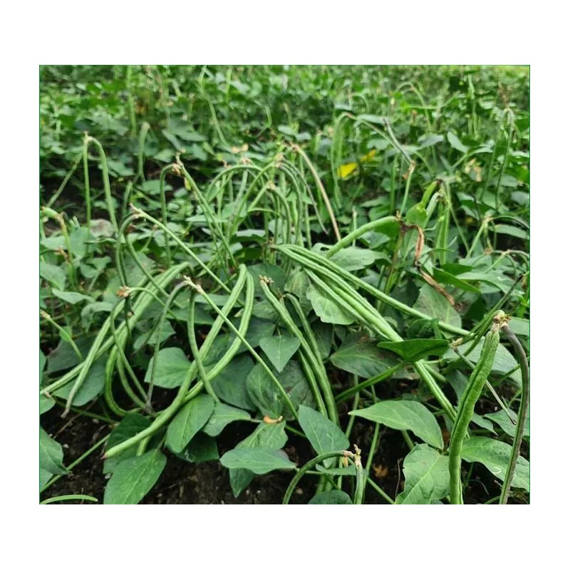 Mai's Family Bush Long Green Bean Seeds | Đậu Đũa