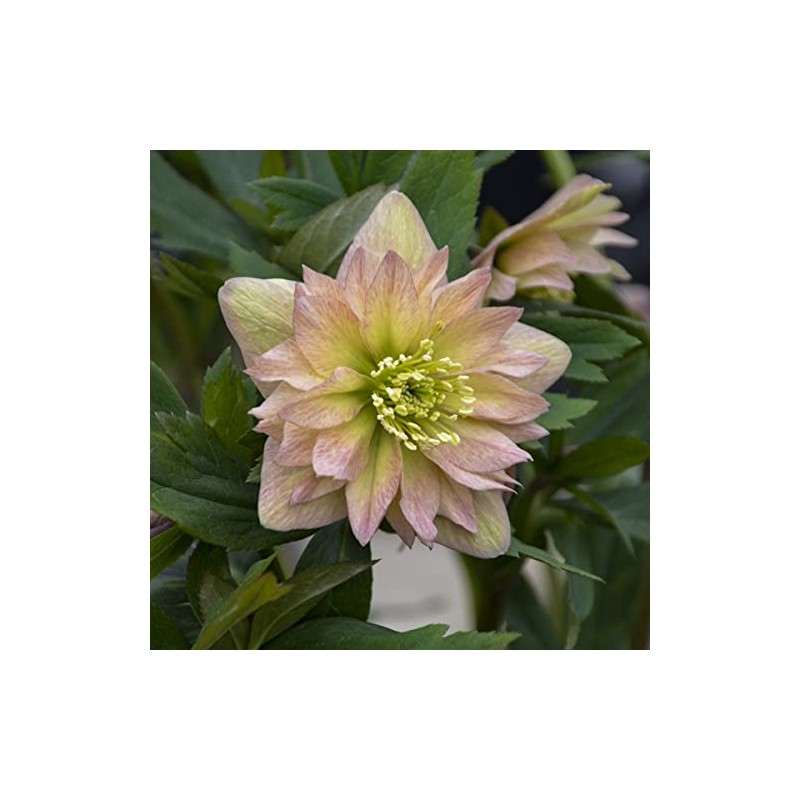 Rare Hellebore Collection.3 Healthy Pink Hellebore Plants.