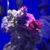 Seachem Prime Fresh and Saltwater Conditioner - Chemical Remover and