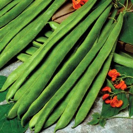 Runner Bean Scarlet Emperor – Fresh and Tasty Beans – Large Pods with Excellent Flavour – for Your Kitchen Garden