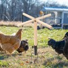 Chicken Perch Toys for Coop, Wooden Chick Perch Stand with