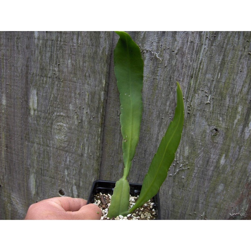 Epiphyllum Strictum Orchid Cactus Succulent