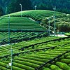 Yamashiro Bussan [Uji Tea Organic Green Tea Tea Pack, 15