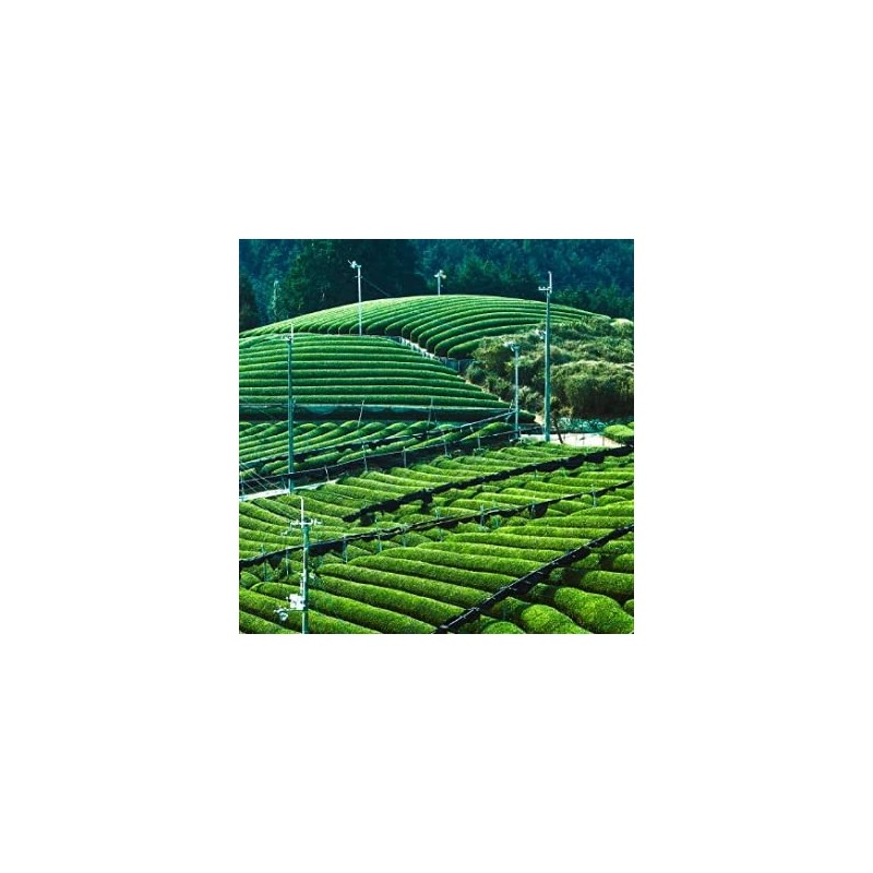 Yamashiro Bussan [Uji Tea Organic Green Tea Tea Pack, 15