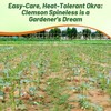 Outsidepride Okra Seeds for Planting – 1000 Pcs Annual, High-Yield,