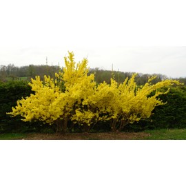 Two Pack of Lynwood Gold Forsythia Bushes - 2 Live Plants Shipped 3 Feet Tall by DAS Farms (No California)