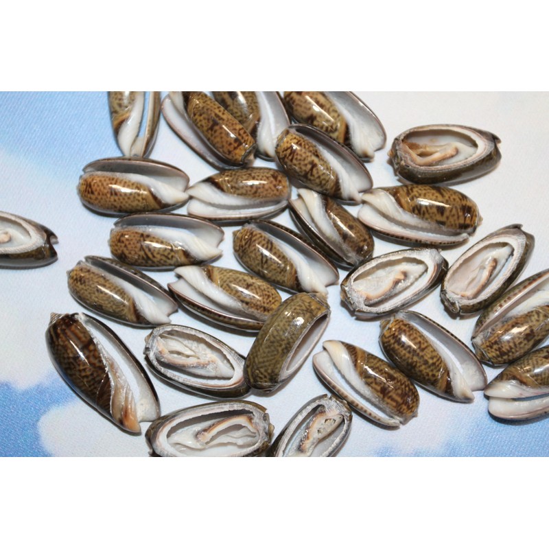50- Natural Black Olive Seashells for Crafts, Precision Top Cut