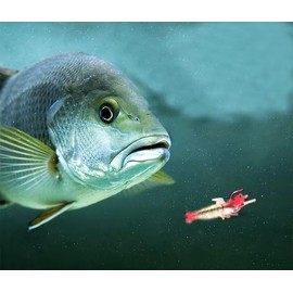 10 Pcs Simulation Fake Bait Grass Shrimp Lures Soft Shrimp Bait Fishing Gear Lures, Baits Attractants (4cm)