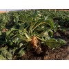 300 Sugar Beet Beet Seeds for Planting 5 Grams of