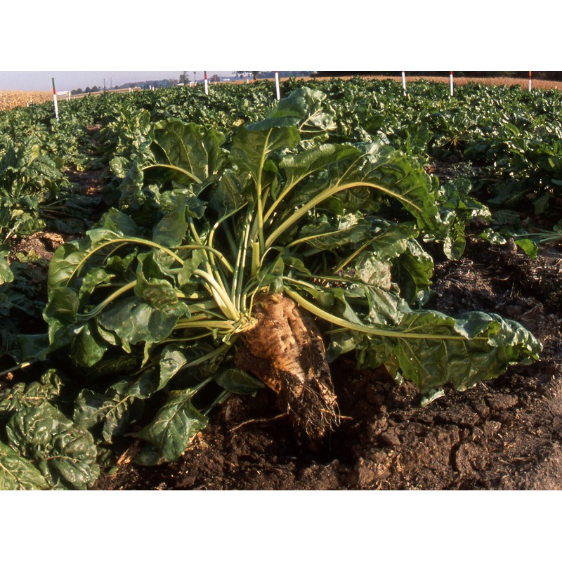 300 Sugar Beet Beet Seeds for Planting 5 Grams of
