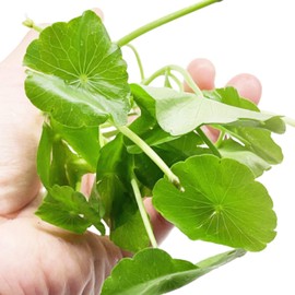 Planterest - Hydrocotyle Verticillata Potted Live Aquarium Plant Tropical Freshwater Decorations BUY2GET1FREE