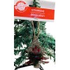 Christmas House Cardboard Christmas Tree Ornament W/Berries-NEW-