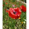 Pollinator Attracting Wildflower Seeds - Attracts Bees, Butterflies, and Other