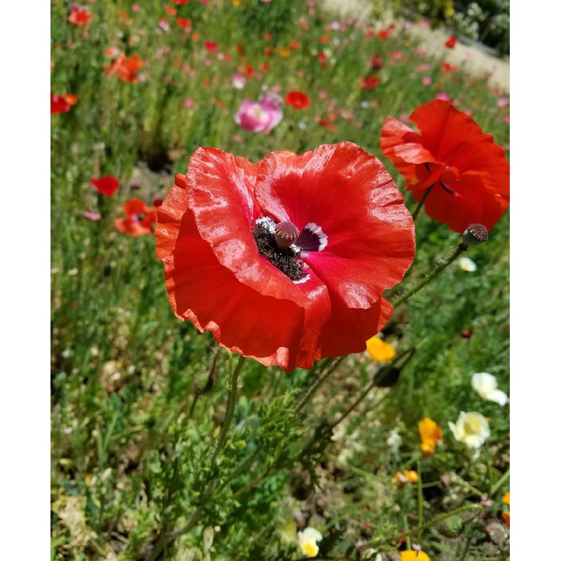 Pollinator Attracting Wildflower Seeds - Attracts Bees, Butterflies, and Other