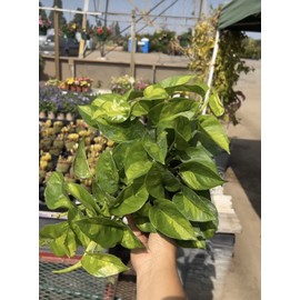 Vine Global Green Epipremnum Indoor/ Outdoor Healthy Live Vine Plant 3 cuttings