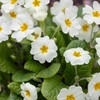 Outsidepride Common Primrose White - 100 Seeds