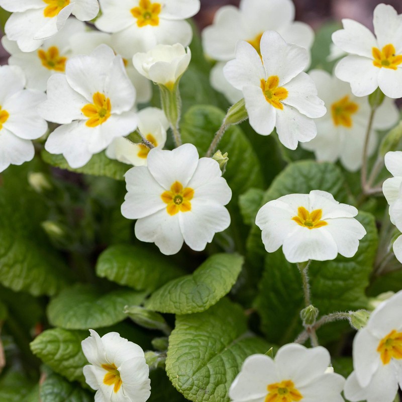 Outsidepride Common Primrose White - 100 Seeds