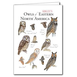 Earth Sky + Water - Sibley’s Owls of Eastern North America - 5″ X 7″ Greeting Cards