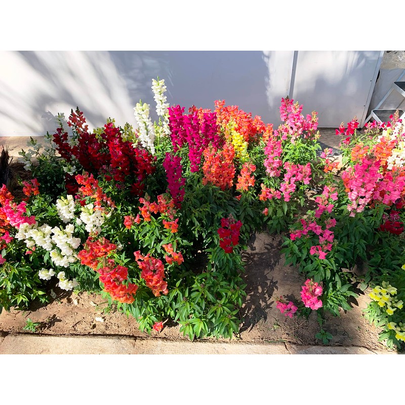 RAISE ME UP: Snapdragon Magic Carpet Mix Low Dwarf Delphinium