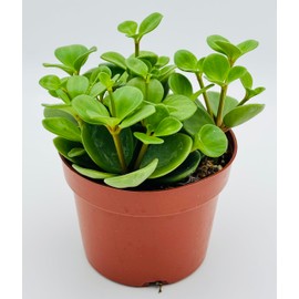 Peperomia Hope Plant Rare Houseplant Pepeomia Tetraphylla Live Plant in 4" inch Pot with Soil Fully Rooted. Easy to Care, Great for Home Office Wedding Decorations DIY Projects Party Favor