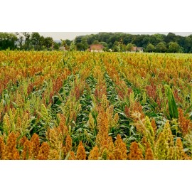 Half Acre In Town Farm WGF Sorghum Seeds for Planting - High Yield, Drought Tolerant, Wildlife Forage - 1/4 Pound