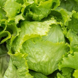 TomorrowSeeds - Crisphead Iceberg Lettuce Seeds - 1500+ Count Packet - for 2024 Non GMO Salad Crunchy Green Leaf Spinach Romaine USA Garden