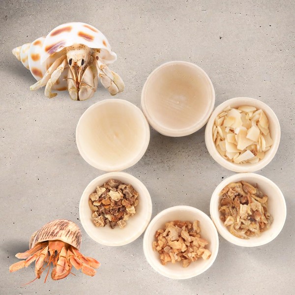 6 Pcs Hermit Crab Food Bowl Small Wooden Feeding Dish