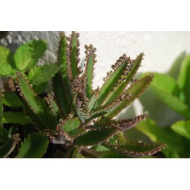Leopard Mother of Thousands Kalanchoe Daigremontiana Alligator Plant FG