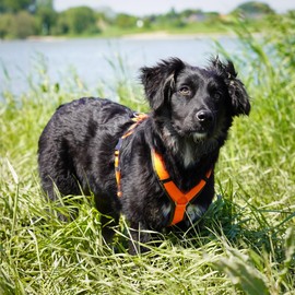 Anny·x Fun Dog Harness, Adjustable, Olive Orange, Various Sizes (Olive Orange, L)