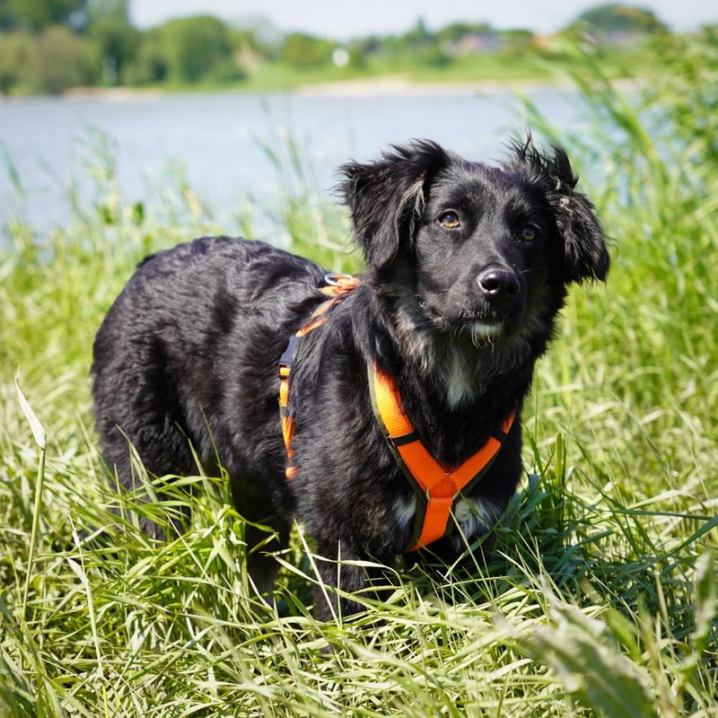 Anny·x Fun Dog Harness, Adjustable, Olive Orange, Various Sizes (Olive