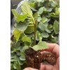 Profig Fig Tree “Yellow Long Neck" 1 Plant New Lower
