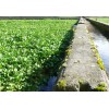 Fresh 1000 True Watercress Seeds Non-GMO Heirloom | USA Seller