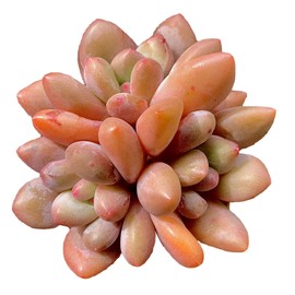 xPachyveria Elaine Rare Live Succulent Plants, Cluster Pot Size 4.7" Pink Live Plant, Excludes Pot & Soil, Garden Indoor Office Desk, Wedding Party Baby Shower Decor, Gift for Plant Enthusiasts